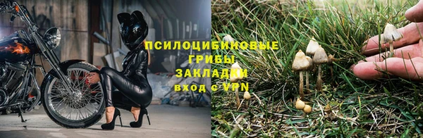 ГАЛЛЮЦИНОГЕННЫЕ ГРИБЫ Белокуриха